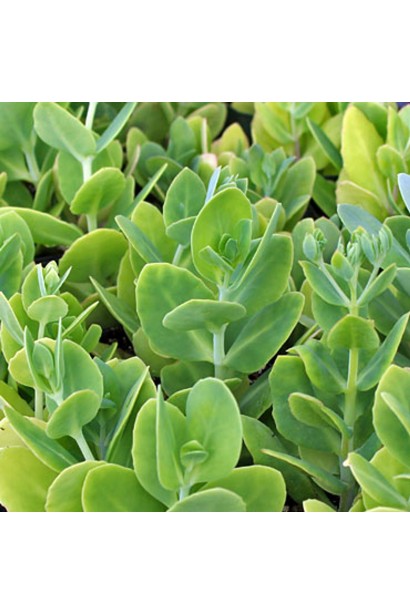 Очиток (седум) видный ‘Неон’ 